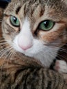 Green eyed Cat Royalty Free Stock Photo