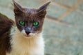 Green eyed gray and white cat stares intently. Angry funny, emotional shot, close-up photo Royalty Free Stock Photo