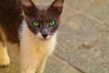 Green eyed gray and white cat stares intently. Angry funny, emotional shot, close-up photo. Stopped, confused kitty