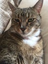 Diabetic male tabby cat resting