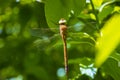 Green-eyed hawker Aeshna isoceles dragonfly resting Royalty Free Stock Photo