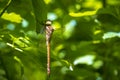 Green-eyed hawker Aeshna isoceles dragonfly resting Royalty Free Stock Photo
