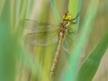 Green eyed hawker on reed background Royalty Free Stock Photo