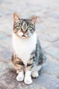 Green-eyed Homeless cat staring into the camera. Portrait, copy space Royalty Free Stock Photo