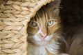 Green Eyed, house cat Royalty Free Stock Photo