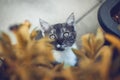 Green Eyed kitty Royalty Free Stock Photo