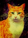 Green eyed orange and white cat Royalty Free Stock Photo