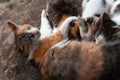 Green-eyed red spotted cat looks into the lens. Breastfeeds 3 kittens