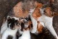 Green-eyed red spotted cat looks into the lens. Breastfeeds 3 kittens