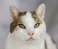 Green-eyed Short-haired Cat Royalty Free Stock Photo