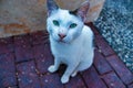 Green eyed stray cat posing to the camera