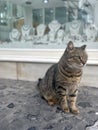 Green Eyed Stray European Cat Poses in Front of Jewelry Store Royalty Free Stock Photo