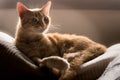 green-eyed tabby cat lies on the back of a sofa in the window light , and looks to the side Royalty Free Stock Photo