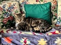 Green Eyed Tabby Cat on Patterned Sofa