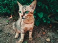 Green-eyed wild cats