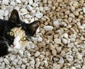 Green eyed wildcat a portrait with gravel as background Royalty Free Stock Photo