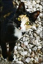 Green eyed wildcat a portrait with gravel as background Royalty Free Stock Photo