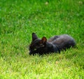 Green eyes black cat Royalty Free Stock Photo