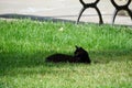 Green eyes,  black cat Royalty Free Stock Photo