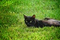 Green eyes black cat Royalty Free Stock Photo