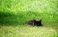 Green eyes black cat Royalty Free Stock Photo