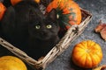 Green eyes black cat and orange pumpkins on gray cement background with autumn yellow dry fallen leaves. Royalty Free Stock Photo