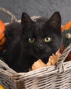 Green eyes black cat and orange pumpkins on gray cement background with autumn yellow dry fallen leaves. Royalty Free Stock Photo