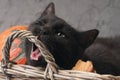 Green eyes black cat and orange pumpkins on gray cement background with autumn yellow dry fallen leaves. Royalty Free Stock Photo