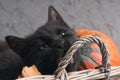 Green eyes black cat and orange pumpkins on gray cement background with autumn yellow dry fallen leaves. Royalty Free Stock Photo