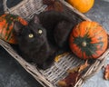 Green eyes black cat and orange pumpkins on gray cement background with autumn yellow dry fallen leaves. Royalty Free Stock Photo