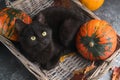 Green eyes black cat and orange pumpkins on gray cement background with autumn yellow dry fallen leaves. Royalty Free Stock Photo