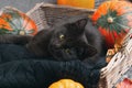 Green eyes black cat and orange pumpkins on gray cement background with autumn yellow dry fallen leaves. Royalty Free Stock Photo