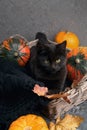 Green eyes black cat and orange pumpkins on gray cement background with autumn yellow dry fallen leaves. Royalty Free Stock Photo