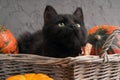 Green eyes black cat and orange pumpkins in wicker basket on gray cement background with autumn yellow dry fallen leaves. Royalty Free Stock Photo