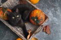 Green eyes black cat and orange pumpkins on gray cement background with autumn yellow dry fallen leaves. Royalty Free Stock Photo