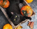 Green eyes black cat and orange pumpkins on gray cement background with autumn yellow dry fallen leaves. Royalty Free Stock Photo