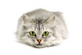 Green eyes cat Royalty Free Stock Photo