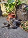 Green eyes cat at Antipa Museum courtyard Royalty Free Stock Photo