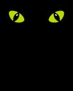 Green eyes of a cat on a blank black background. Royalty Free Stock Photo