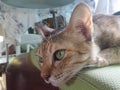 Green eyes cat on green chair Royalty Free Stock Photo