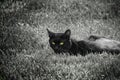 Green eyes cat laying on the grass Royalty Free Stock Photo