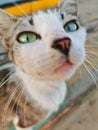 Green eyes cat looking up to the camera Royalty Free Stock Photo