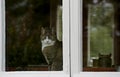 Green eyed house cat sitting by the window Royalty Free Stock Photo