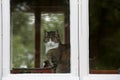 Green eyed house cat sitting by the window Royalty Free Stock Photo