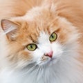 Green eyes and red cat Royalty Free Stock Photo