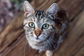 White and brown cat looking at you green eyes Royalty Free Stock Photo