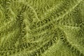 Green fabric texture from a piece of crumpled carpet Royalty Free Stock Photo