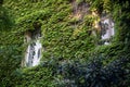 Green facade. Ivy covered building. Vine creeper around window on facade house covered wild grape Royalty Free Stock Photo