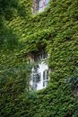 Green facade. Ivy covered building. Vine creeper around window on facade house covered wild grape Royalty Free Stock Photo