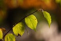 Green fading leaves on a branch close up telephoto shot outdoors. Backlit by setting sun, shallow depth of field Royalty Free Stock Photo